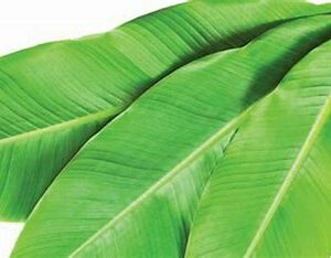 Banana Leaf ( full leaf)